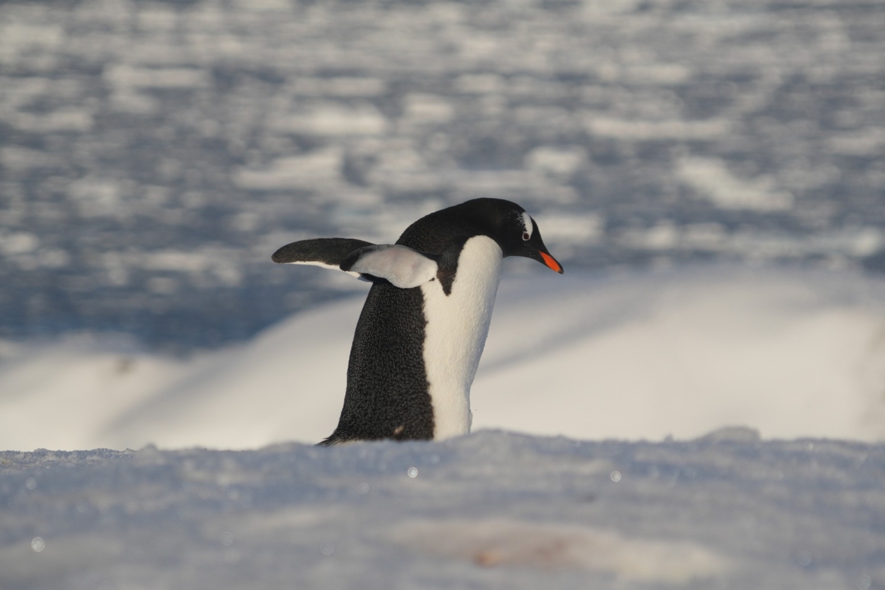 Пінгвіни на станції Вернадського - в серпні біля української станції зібралося понад дві тисячі птахів - фото 30