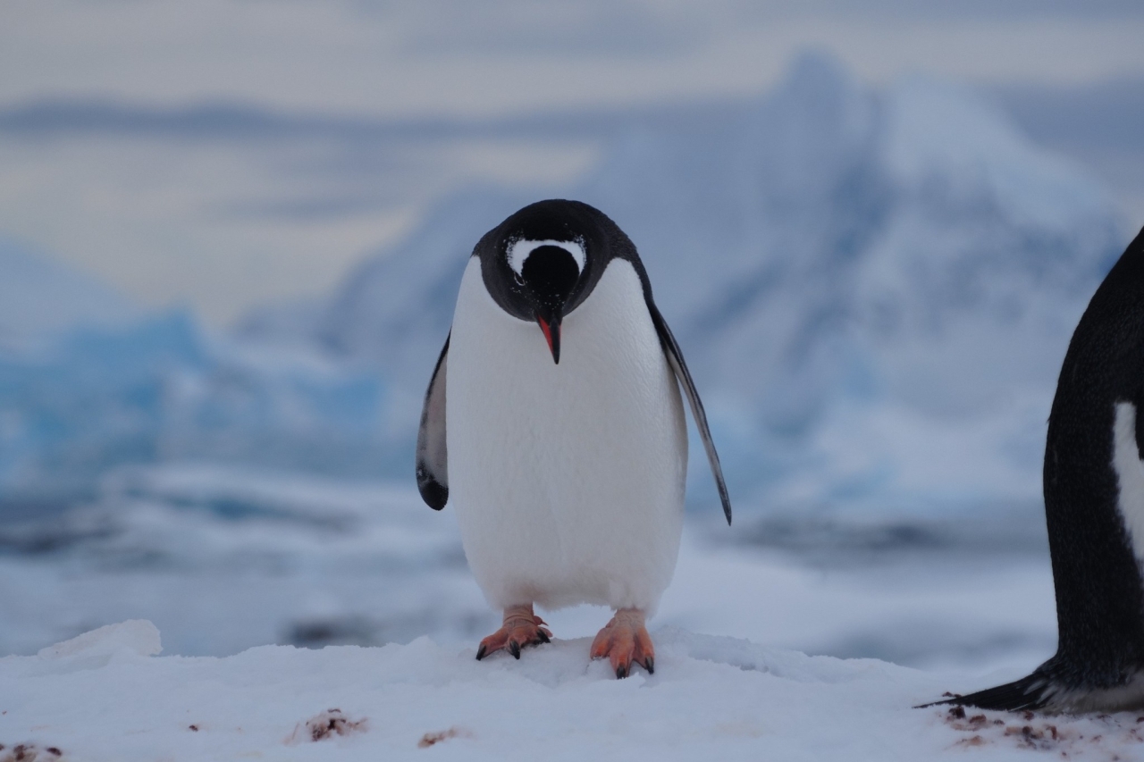 Пінгвіни на станції Вернадського - в серпні біля української станції зібралося понад дві тисячі птахів - фото 29