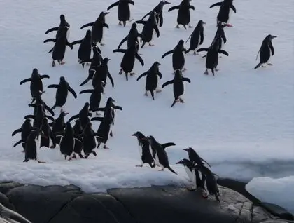 Пінгвіни на станції Вернадського - в серпні біля української станції зібралося понад дві тисячі птахів - фото 21