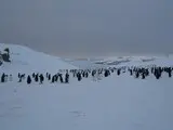 Пінгвіни на станції Вернадського - в серпні біля української станції зібралося понад дві тисячі птахів - фото 26