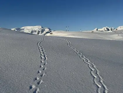 Пінгвіни на станції Вернадського - в серпні біля української станції зібралося понад дві тисячі птахів - фото 17
