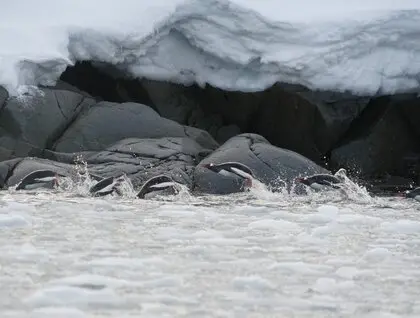 Пінгвіни на станції Вернадського - в серпні біля української станції зібралося понад дві тисячі птахів - фото 18