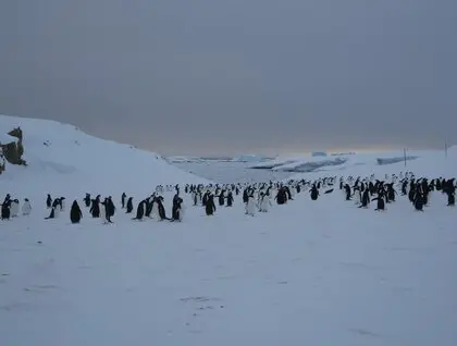 Пінгвіни на станції Вернадського - в серпні біля української станції зібралося понад дві тисячі птахів - фото 20