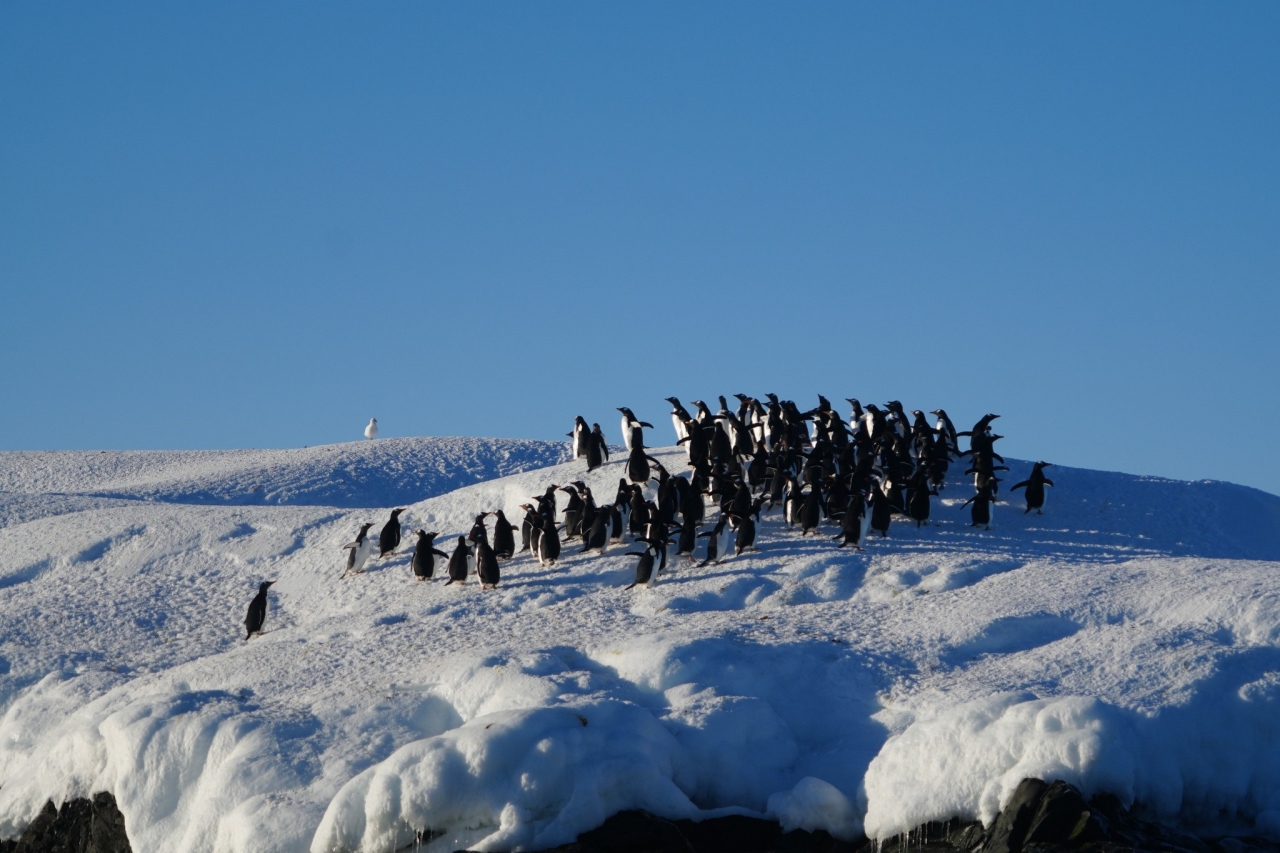 Пінгвіни на станції Вернадського - в серпні біля української станції зібралося понад дві тисячі птахів - фото 28