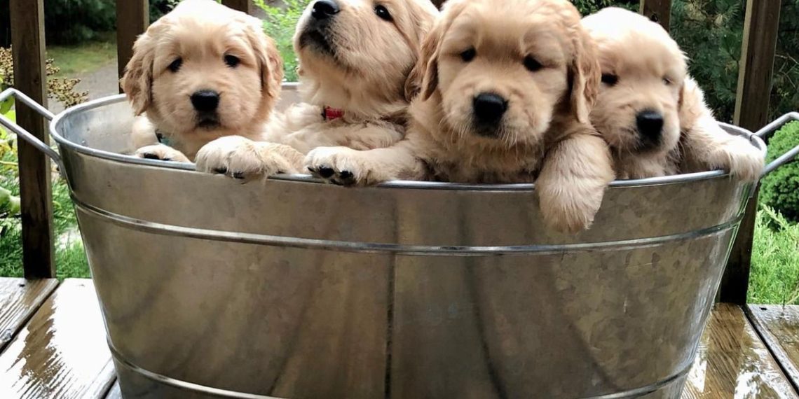 Домівка врятованих тварин запускає щорічний флешмоб «Гарбуз для хвостиків» –