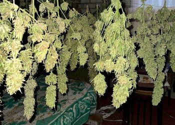 16 кг “трави” і сотні тисяч готівкою: у Запоріжжі накрили конопляний “бізнес”