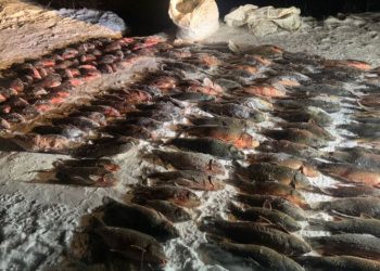 Браконьєрів із 420 кг риби спіймали інспектори рибпатруля під Запоріжжям
