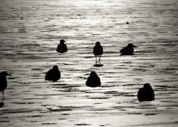 Екологічна катастрофа у Криму – мазут на пляжах та загибель птахів – Світові новини