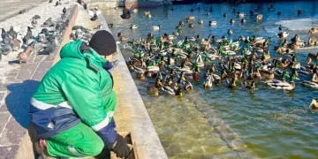 Як у Парку Глоби дбають про пернатих мешканців водойм