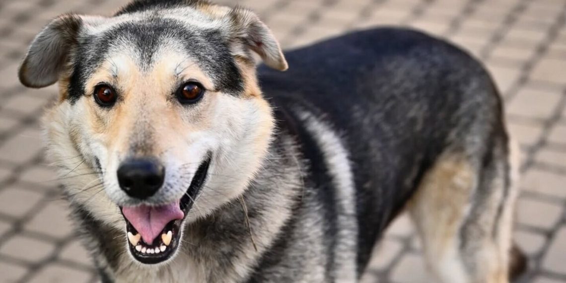 Як зареєструвати домашнього улюбленця у Львові: корисні поради від ЛКП Лев –