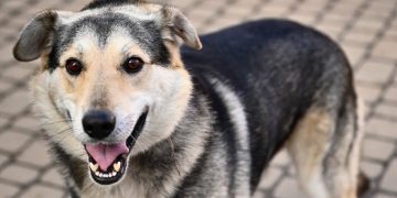 Як зареєструвати домашнього улюбленця у Львові: корисні поради від ЛКП Лев –