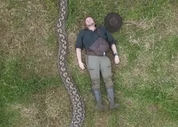 Яка змія найдовша в світі – змія Баронеса довжиною понад 7 метрів – новини світу – Світові новини