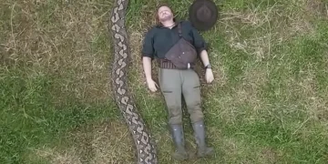 Яка змія найдовша в світі – змія Баронеса довжиною понад 7 метрів – новини світу – Світові новини