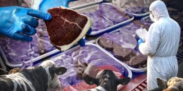 Ящур на експорт: Росія знищує худобу й водночас продає заражене м’ясо по всьому світу »