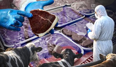 Ящур на експорт: Росія знищує худобу й водночас продає заражене м’ясо по всьому світу »