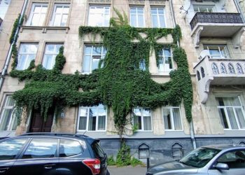 Ліани у Львові: перспективи міського озеленення та вплив на будівлі –