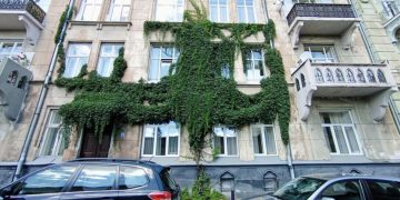 Ліани у Львові: перспективи міського озеленення та вплив на будівлі –
