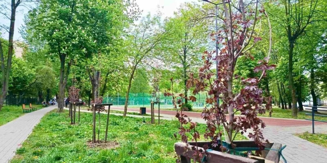 Львів: У школах та садочках висаджують дерева для створення затінених зон –