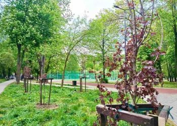 Львів: У школах та садочках висаджують дерева для створення затінених зон –