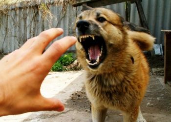 Львівський митрополит ПЦУ виступив проти відстрілу диких тварин попри загрозу сказу –