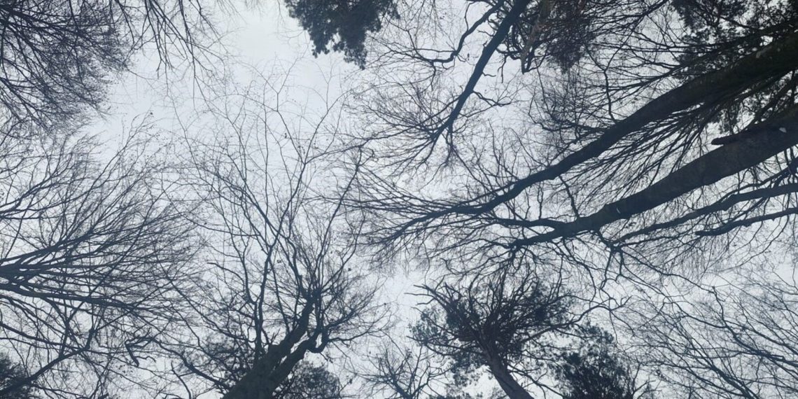 Місто зупинятиме забудову в Брюховичах: під загрозою 14 гектарів лісу –