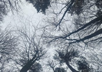 Місто зупинятиме забудову в Брюховичах: під загрозою 14 гектарів лісу –