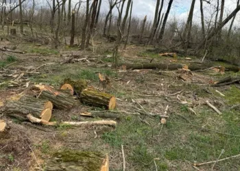 На Дніпропетровщині повідомлено про підозру «чорним лісорубам»