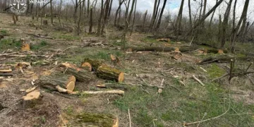 На Дніпропетровщині повідомлено про підозру «чорним лісорубам»