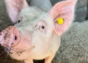 На Дніпропетровщині зафіксували спалах африканської чуми свиней