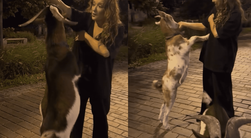 На город на підборах, у центр міста – з козами: ці та інші дивацтва Наталії Могилевської у 50-річному віці | Шоубизнес