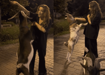 На город на підборах, у центр міста – з козами: ці та інші дивацтва Наталії Могилевської у 50-річному віці | Шоубизнес