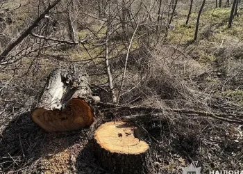 На Криворіжжі затримали “чорного” лісоруба