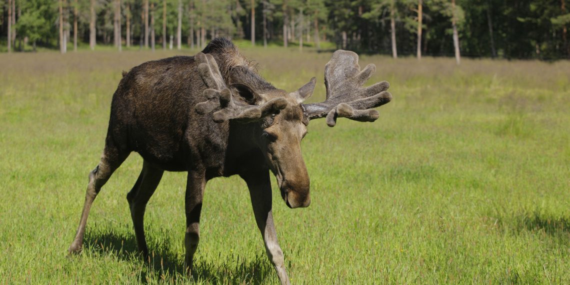 На Львівщині під колесами авто загинув лось, занесений до Червоної книги України –