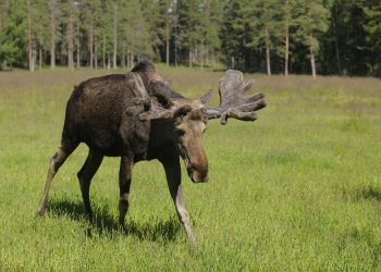 На Львівщині під колесами авто загинув лось, занесений до Червоної книги України –