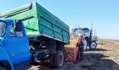 На Миколаївщині розпочали посадку ранньої картоплі під агроволокном »