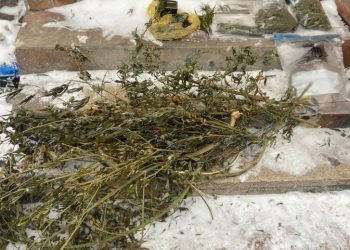 Наркоферма у приватному секторі: до 8 років в’язниці загрожує запоріжцю за організацію наркобізнесу