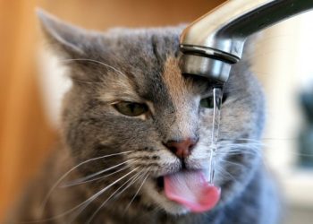 Орієнтовно до 20 години припинили подачу води в деякі будинки Миколаєва 04.03.2026 (ОНОВЛЕНО) »