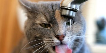 Орієнтовно до 20 години припинили подачу води в деякі будинки Миколаєва 11.04.2026 »