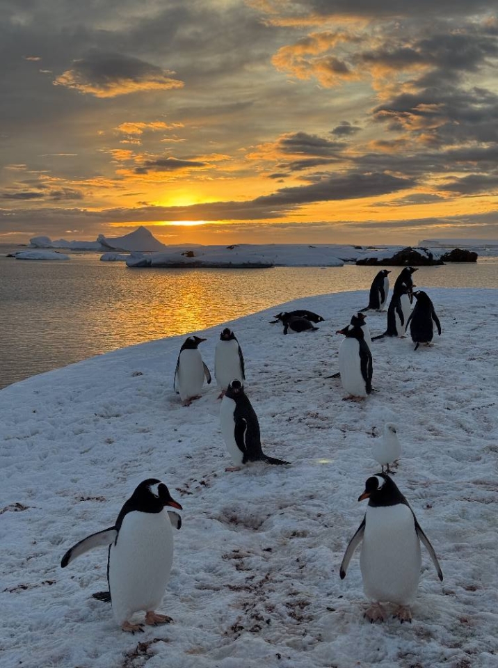 Пінгвіни повернулися на станцію Академік Вернадський - рекордна колонія на острові Галіндез - новини світу 36