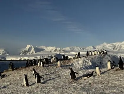 Пінгвіни повернулися на станцію Академік Вернадський - рекордна колонія на острові Галіндез - новини світу 19