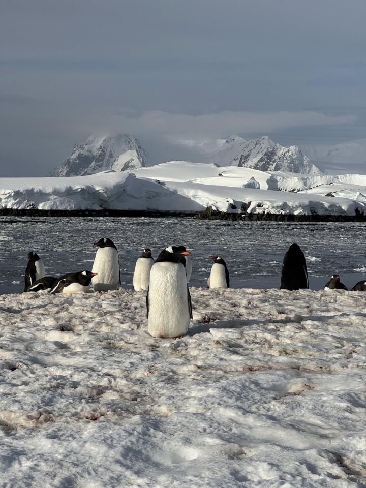Пінгвіни повернулися на станцію Академік Вернадський - рекордна колонія на острові Галіндез - новини світу 35