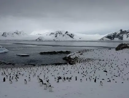 Пінгвіни повернулися на станцію Академік Вернадський - рекордна колонія на острові Галіндез - новини світу 25