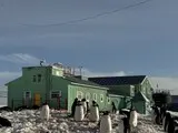Пінгвіни повернулися на станцію Академік Вернадський - рекордна колонія на острові Галіндез - новини світу 28