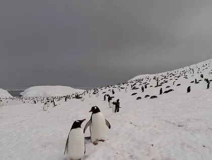 Пінгвіни повернулися на станцію Академік Вернадський - рекордна колонія на острові Галіндез - новини світу 23