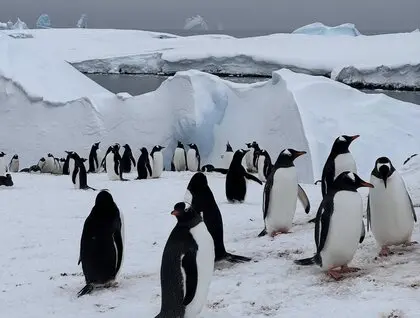 Пінгвіни повернулися на станцію Академік Вернадський - рекордна колонія на острові Галіндез - новини світу 22