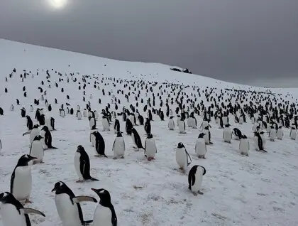 Пінгвіни повернулися на станцію Академік Вернадський - рекордна колонія на острові Галіндез - новини світу 24