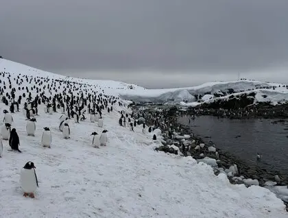 Пінгвіни повернулися на станцію Академік Вернадський - рекордна колонія на острові Галіндез - новини світу 21
