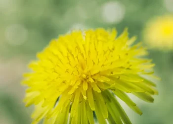 Польові квіти масово цвітуть взимку – новий тривожний індикатор потепління – новини світу – Світові новини