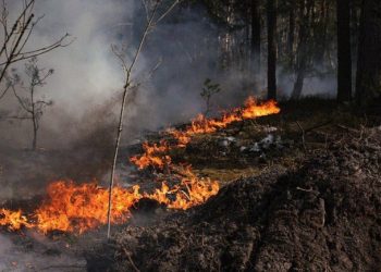Пожар в Чернобыльской зоне продолжается: МВД сообщило об уровне радиации в Украине на 8 мая
