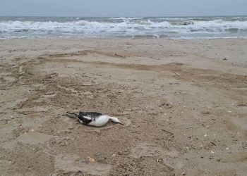 Разлив подсолнечного масла после удара по порту уничтожает Черное море в Одесской области